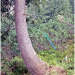 Tree damaged by avalanches_ curved trunk_Fagaras (A Pop)