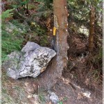 Tree damaged by blocks transported of avalanches_scars_Piatra Craiului (A Pop)